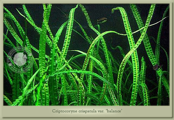 criptocoryne balance