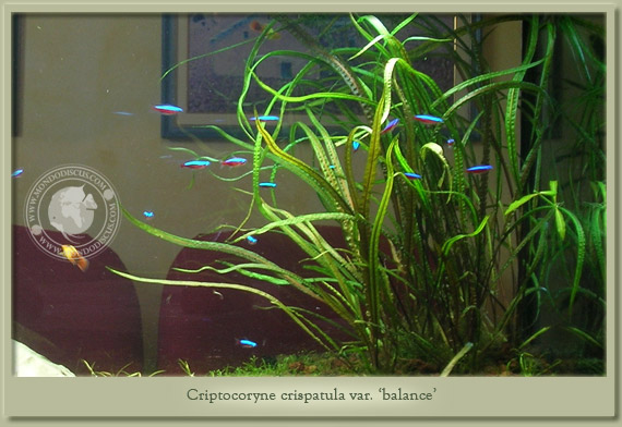 criptocoryne balance