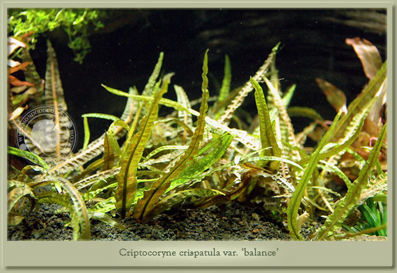 criptocoryne balance