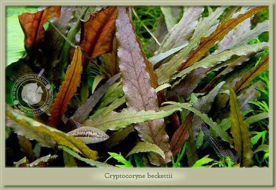 cryptocoryne beckettii
