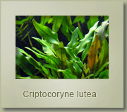 criptocoryne lutea