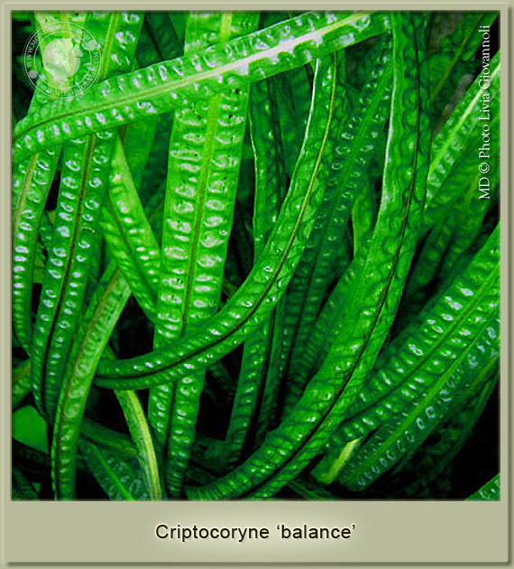 criptocoryne balance var. crispatula