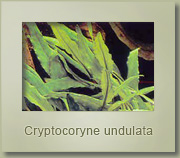 cryptocoryne undulata