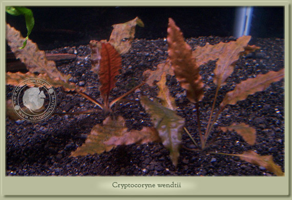criptocoryne wendtii