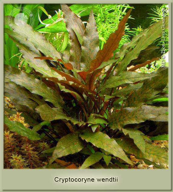 criptocoryne wendtii