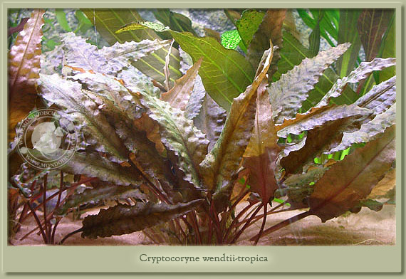 criptocoryne wendtii