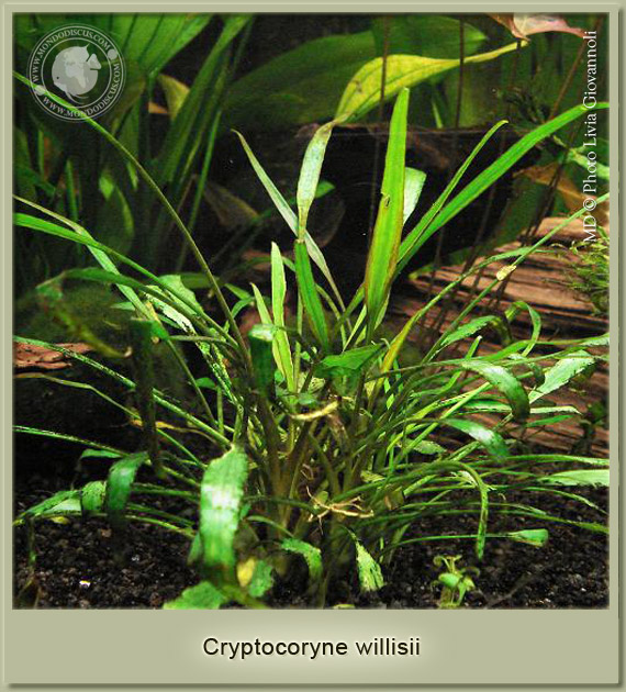 cryptocoryne willisii
