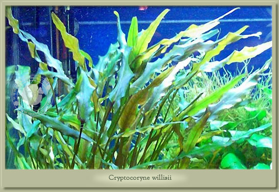 cryptocoryne willisii