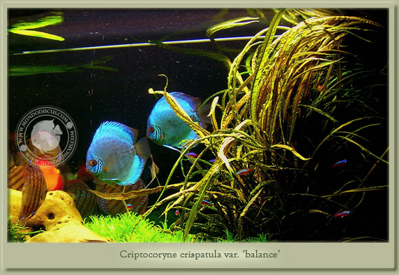 criptocoryne balance