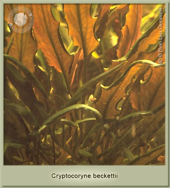 cryptpcpryne beckettii