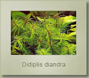 didiplis diandra