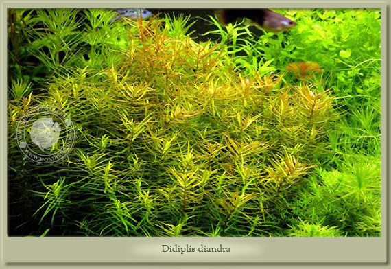 didiplis diandra