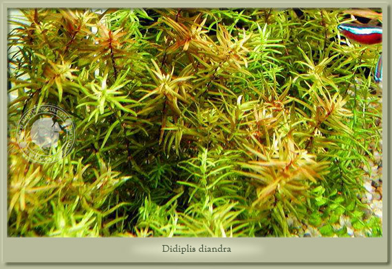didiplis diandra