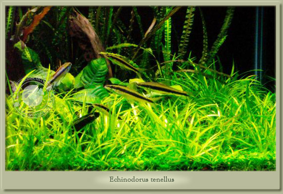 echinodorus tenellus