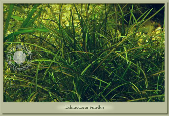 echinodorus tenellus
