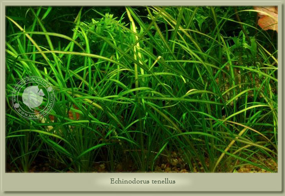 echinodorus tenellus