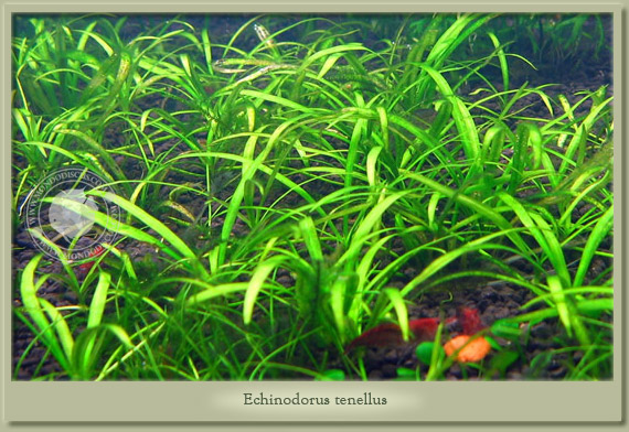 echinodorus tenellus