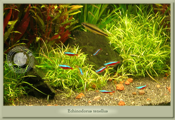 echinodorus tenellus