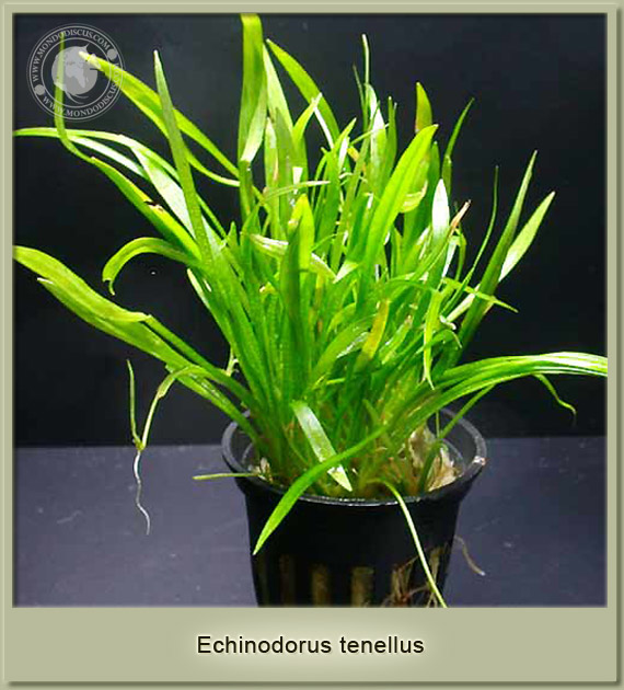 echinodorus tenellus