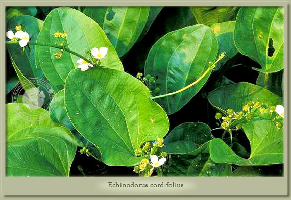 echinodorus cordifolius