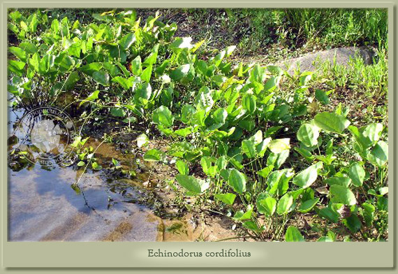 echinodorus cordifolius
