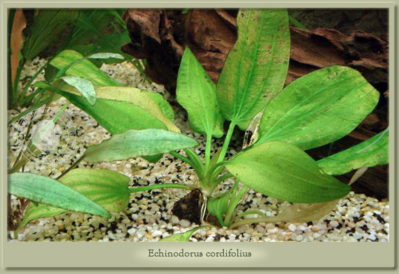 echinodorus cordifolius