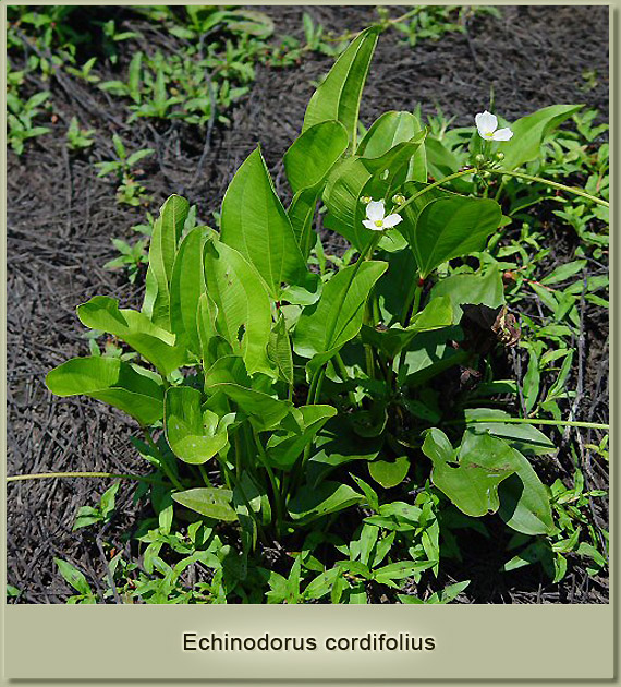 echinodorus cordifolius