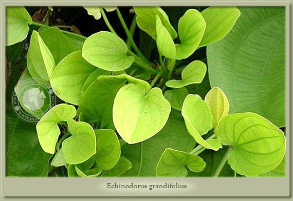 echinodorus grandiflorus