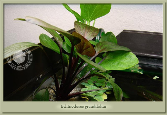 echinodorus grandiflorus