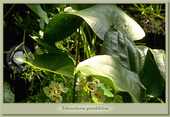echinodorus grandiflorus