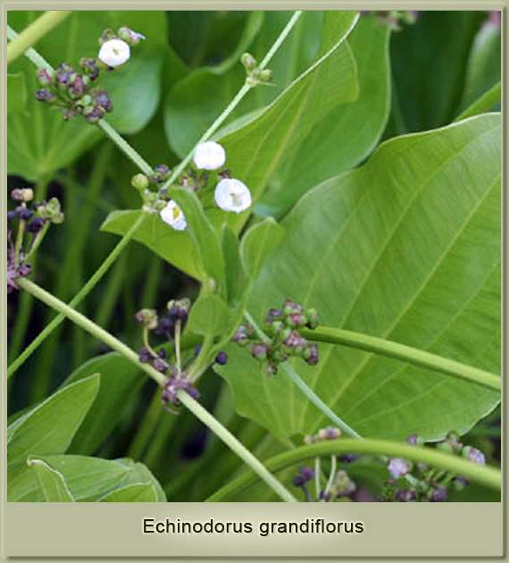 echinodorus grandiflorus
