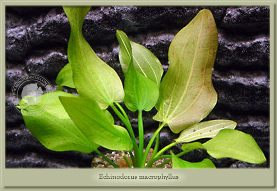 echinodorus macrophyllus