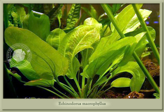 echinodorus macrophyllus