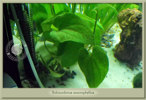 echinodorus macrophyllus