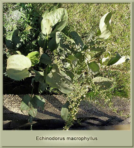 echinodorus macrophyllus