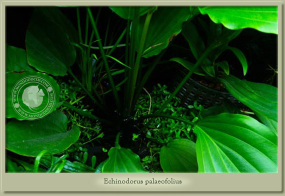 echinodorus palaefolius