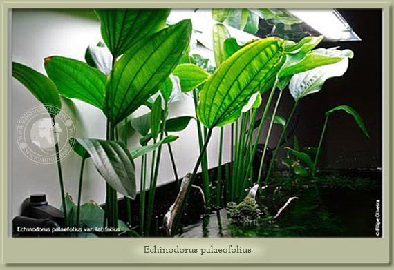 echinodorus palaefolius