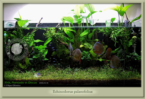 echinodorus palaefolius