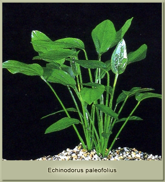 echinodorus palaefolius