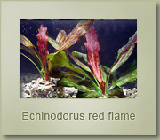 echinodorus red flame