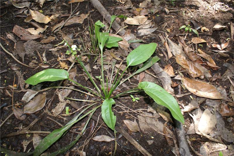 echinodorus grisebachii