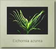 eichornia azurea