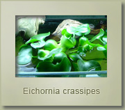 eichornia crassipes