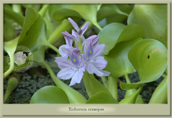 eichornia crassipes
