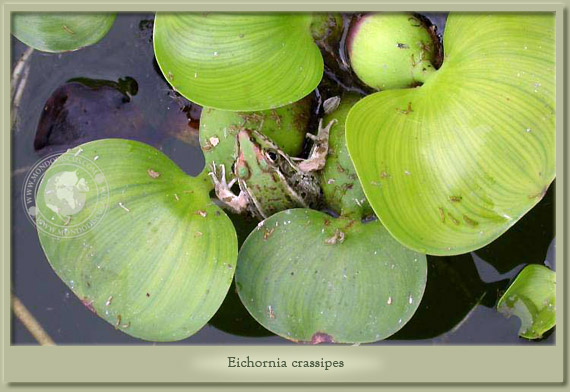eichornia crassipes