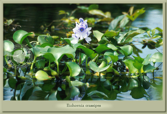eichornia crassipes
