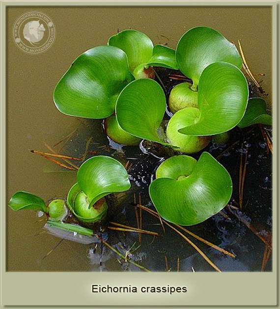 eichornia crassipes