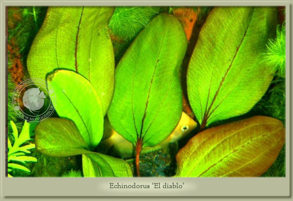 echinodorus el diablo