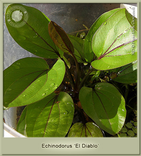 echinodorus el diablo