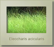 eleocharis acicularis